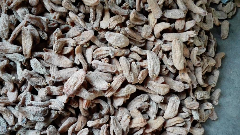 【宿州六安亳州天麻蜜環(huán)菌萌發(fā)菌】價格_廠家 - 中國供應(yīng)商