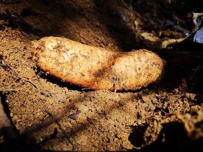 天麻是一種無根無葉的草本植物,卻能開花、結實、生子,神奇得很