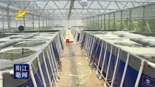 廣東省陽(yáng)江市三階段跑道式養(yǎng)蝦 節(jié)水70 一年可養(yǎng)7 8造 1m3水出