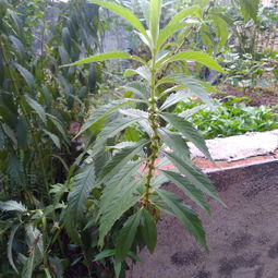 這是什么植物 是天麻嗎