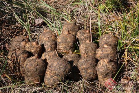 云南昭通高原特色產業高質量發展 推動農業大市向農業強市轉變