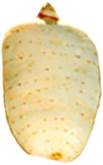 天人食品加盟 天人食品加盟多少錢 天人食品連鎖加盟店